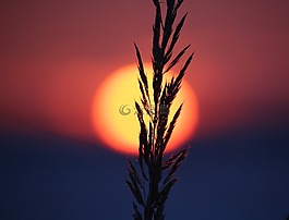 日落,余輝,草