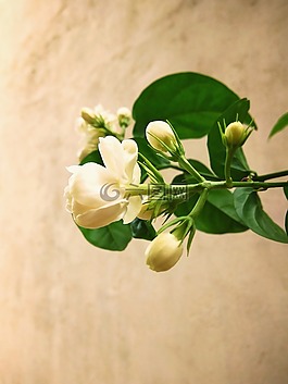 花,美麗的花,自然