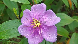 花,紫色花,紫色