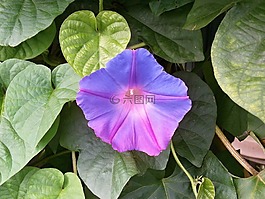 牽?；?藍(lán)色的花