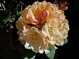 杜鵑,鮮花,性質(zhì)