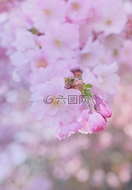 粉紅色,紫丁香,鮮花