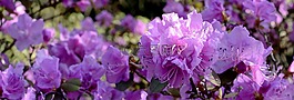 杜鵑,開花,花