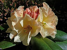 杜鵑,鮮花,宏