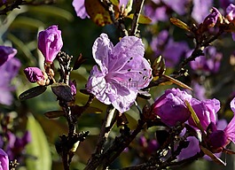 杜鵑,開花,花
