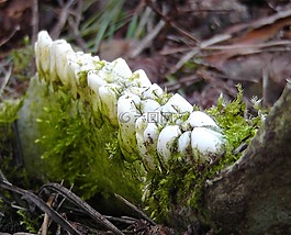 牙,松,牙齒