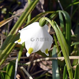 雪花,鈴蘭,花