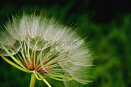 自然,夏天,植物區(qū)系