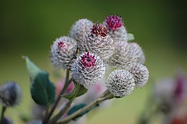 花,性質(zhì),花園