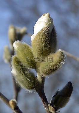 玉兰,星玉兰,芽