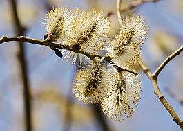 野花,花,柳