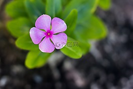 花,綠,性質(zhì)
