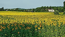 向日葵,景觀,春