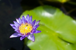 蓮花,花,廠