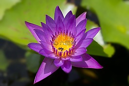 蓮花,花,廠