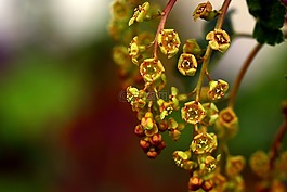 葡萄干,鲜花,糖茶