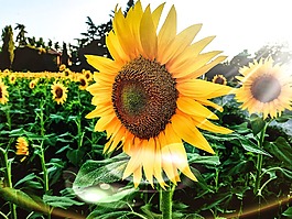 向日葵,夏季,鮮花