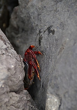 癌癥,隱藏,藏身之地