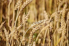 谷物,糧食,性質