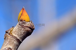 發(fā)動(dòng)機(jī),科,春天