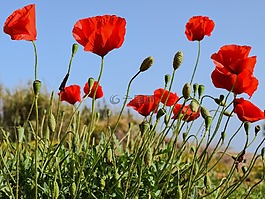 罌粟,花,春