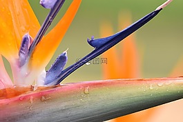 strelizie,花,开花