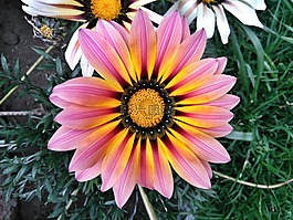 花,春,自然