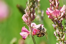 蜜蜂,花,字段