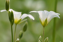 花,白,春天