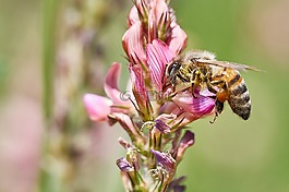 蜜蜂,花,字段
