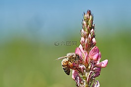 蜜蜂,花,字段