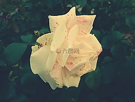 盛開,開花,花