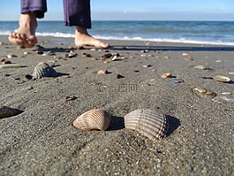 海,海灘,外殼