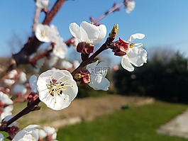 春天,花,性質(zhì)