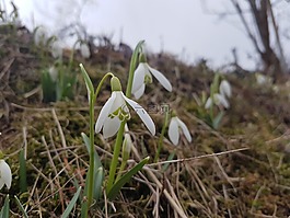春天,宏,雪花
