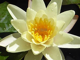 蓮花,和平,冥想