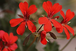 天竺葵,花園,a 的斜坡