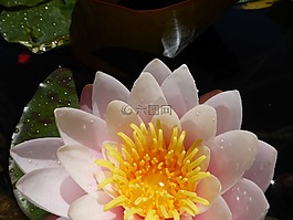 蓮花,和平,冥想