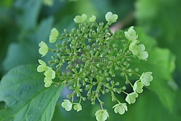 花,绿色,工厂