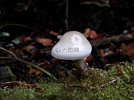蘑菇,毒菌,菌類