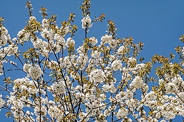 櫻花,櫻桃,鮮花