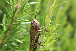 蚱蜢,細(xì)節(jié),昆蟲