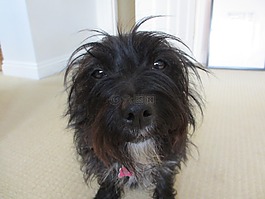 狗,小獵犬,動(dòng)物