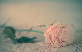 玫瑰,花卉,粉紅色的玫瑰