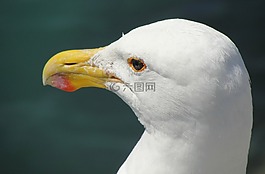 海鷗,特寫,鳥