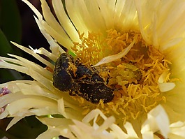 花粉,甲蟲(chóng),廠
