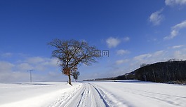 雪,景觀,冬天