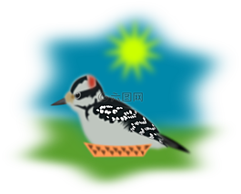 麻雀,啄木鳥(niǎo),鳥(niǎo)