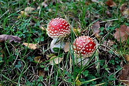 秋季,matryoshka,森林