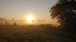 牧场,早上,太阳